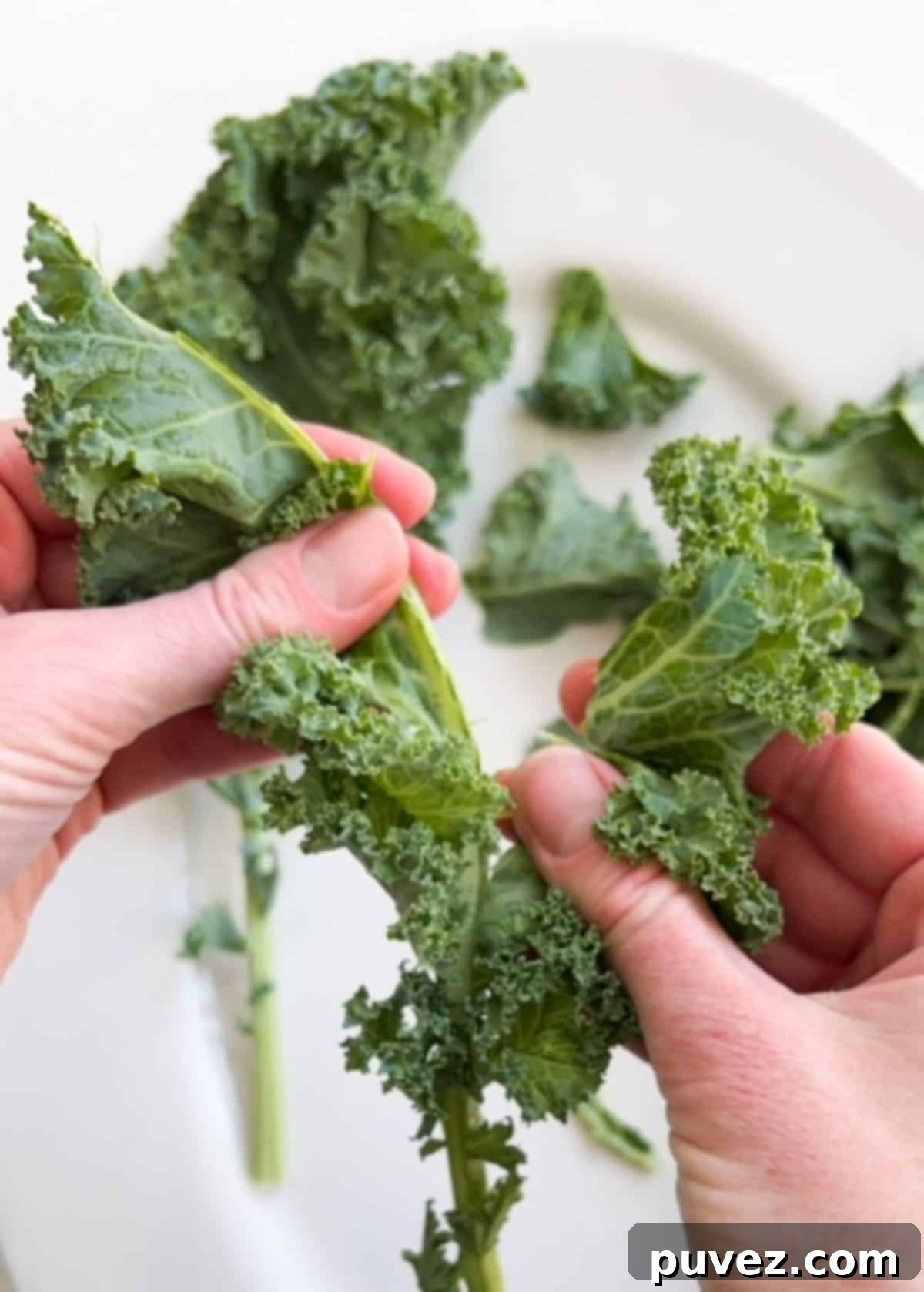 Kale leaves being torn from the middle rib using two hands.