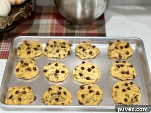 Freshly baked Soft Pumpkin Chocolate Chip Cookies cooling on a cookie sheet, ready to be enjoyed.