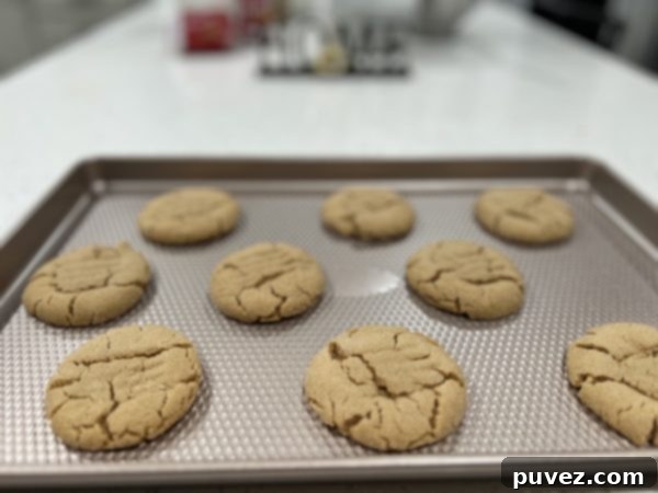 Freshly baked cookie butter cookies on a cookie sheet, golden brown and soft
