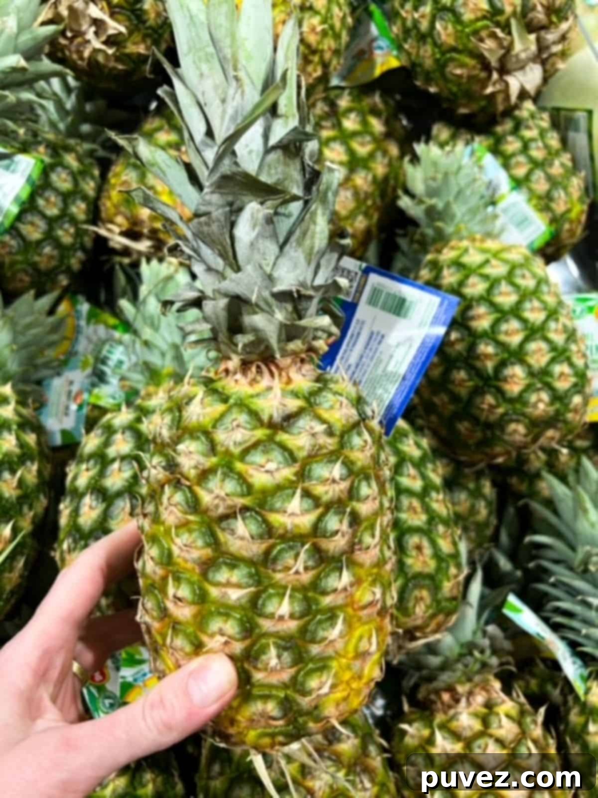 Pick the Perfect Pineapple Every Time 2 One pineapple held up over a pile of pineapples, demonstrating selection.