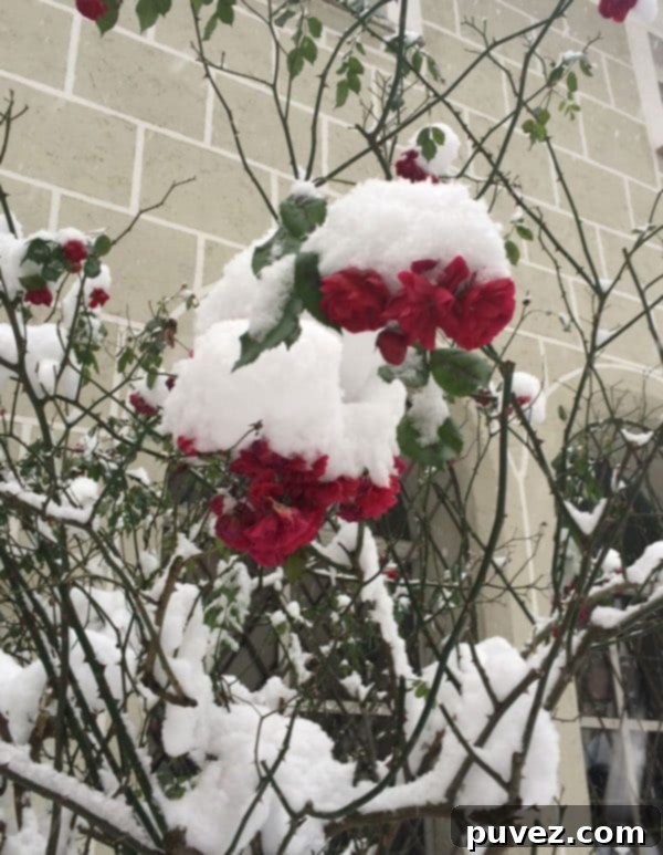 Snow-covered flowers and tombstones in the graveyard of St. Peter's Abbey, Salzburg, Austria, in winter.